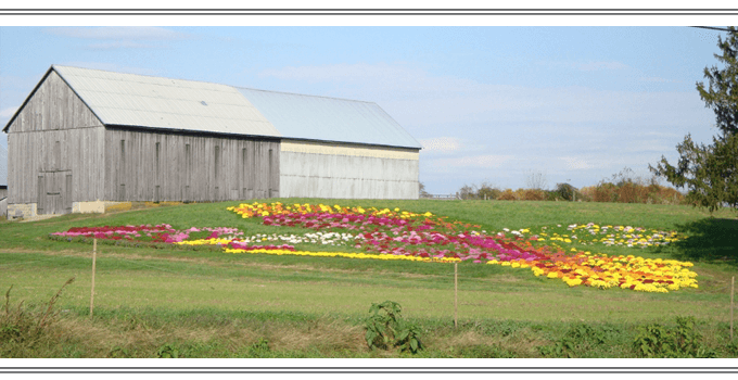 Davidsonville, Maryland Farm with beautiful flowers